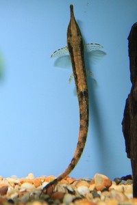 Tropical Fish twig catfish Farlowella vittata young & adults
