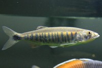 Tropical Fish Barilius coppernose barb Raiamas christyi