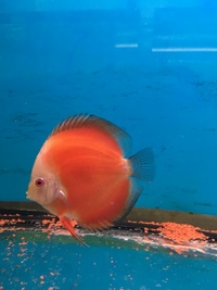 THE BEST VALUE AND QUALITY DISCUS FROM CHILTON AQUATICS. BIGGER SIZES AT BETTER PRICES.