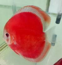 DISCUS BY MARTIN Ng @@ GENUINE MASTER BREEDER @@ AVAILABLE IN THE UK NOW. @DURHAM DISCUS :: NUMBER 1 IN NORTH EAST ENGLAND ::