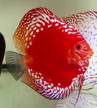DISCUS BY MARTIN Ng @@ GENUINE MASTER BREEDER @@ AVAILABLE IN THE UK NOW. @DURHAM DISCUS :: NUMBER 1 IN NORTH EAST ENGLAND ::