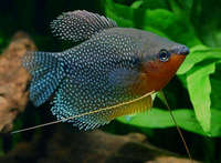 Steves fish house Newport stock list 11/01/18 fish/plants