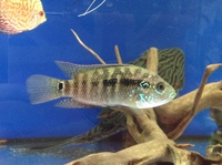 South and central Cichlids @ Fishcove Aquatics