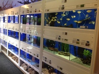 Fishcove Aquatics in Dorset