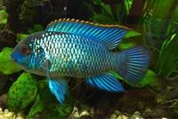 Steves fish house Newport stock list 11/01/18 fish/plants