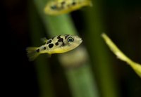 Steves fish house Newport stock list 11/01/18 fish/plants