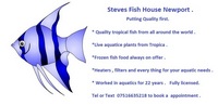 Steves fish house Newport stock list 11/01/18 fish/plants