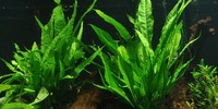 Steves fish house Newport stock list 11/01/18 fish/plants