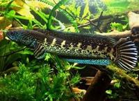 Steves fish house Newport stock list 11/01/18 fish/plants