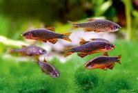 Steves fish house Newport stock list 11/01/18 fish/plants