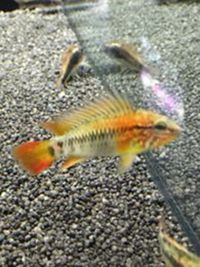 Steves fish house Newport stock list 11/01/18 fish/plants