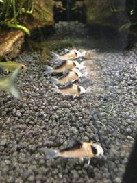 Steves fish house Newport stock list 11/01/18 fish/plants