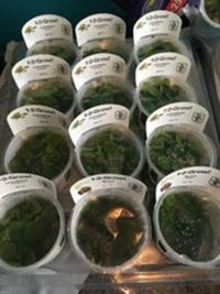 Steves fish house Newport stock list 11/01/18 fish/plants