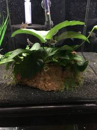 Steves fish house Newport stock list 11/01/18 fish/plants