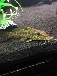 Steves fish house Newport stock list 11/01/18 fish/plants