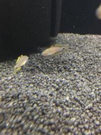 Steves fish house Newport stock list 11/01/18 fish/plants