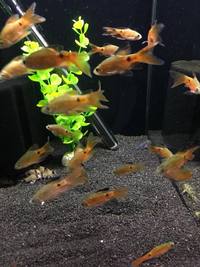 Steves fish house Newport stock list 11/01/18 fish/plants