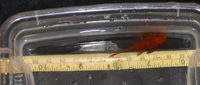 Super Red Bristlenose Pleco normal, long and young male available