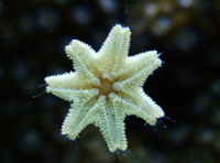 Pest asterina starfish and brittle starfish wanted