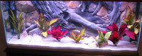 3D BACKGROUNDS for any aquarium size - NOT FOAM , no silicone required SLIDE INSIDE AND DONE