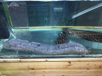 80cm lungfish RARE