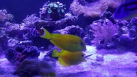 Marine tangs sold sold sold