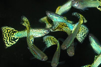 Green Cobra Male Guppies / Guppy