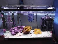 Marine Aquarium Full Set Up With Coral