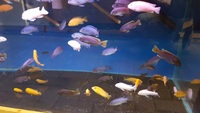 XL Mbuna Malawi Cichlids 5 for £40, 10 for £70 - ONLINE OFFER