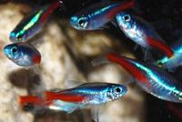 25 x Neon Tetra £29.25 delivered.