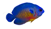 Marine Fish & Coral Stock List (06/06/18)