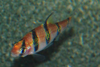 Pentazona Barbs For Sale. UK Delivery