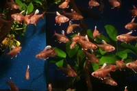 WHITE FIN BENTOSI TETRA IN STOCK AT CHILTON AQUATICS.