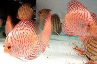 BRAND NEW SHIPMENT NOW IN AND READY TO GO Plymouth Discus, Quality Discus At The Lowest Possible Prices.