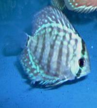 NEW SHIPMENT NOW IN AND READY TO GO Plymouth Discus, Quality Discus At The Lowest Possible Prices.