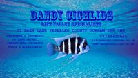 Cyphotilapia Frontosas for for sale