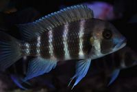 Cyphotilapia 	Frontosas for for sale