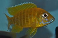 Dandy Cichlids Malawi and Tanganyikan Cichlids UPDATED LIST