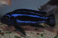 Dandy Cichlids Malawi and Tanganyikan Cichlids UPDATED LIST