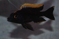 Dandy Cichlids Malawi and Tanganyikan Cichlids UPDATED LIST