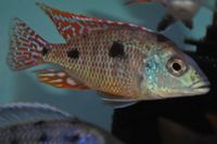 Dandy Cichlids Malawi and Tanganyikan Cichlids UPDATED LIST