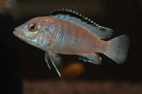 Dandy Cichlids Malawi and Tanganyikan Cichlids UPDATED LIST
