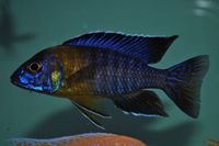 Dandy Cichlids Malawi and Tanganyikan Cichlids UPDATED LIST