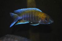 Dandy Cichlids Malawi and Tanganyikan Cichlids UPDATED LIST