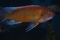Dandy Cichlids Malawi and Tanganyikan Cichlids UPDATED LIST