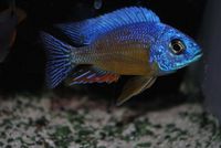 Dandy Cichlids Malawi and Tanganyikan Cichlids UPDATED LIST