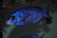 Dandy Cichlids Malawi and Tanganyikan Cichlids UPDATED LIST