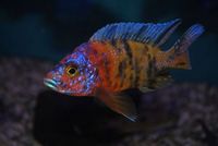 Dandy Cichlids Malawi and Tanganyikan Cichlids UPDATED LIST