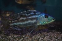 Dandy Cichlids Malawi and Tanganyikan Cichlids UPDATED LIST