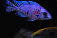 Dandy Cichlids Malawi and Tanganyikan Cichlids UPDATED LIST